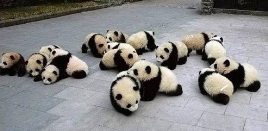 Panda Cubs Party