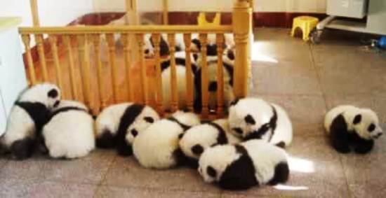 Baby Pandas Playing Picture