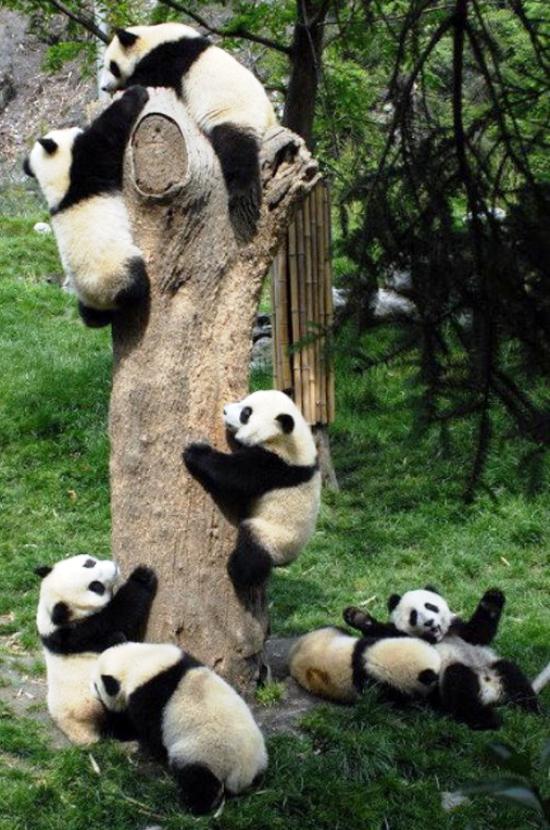 Baby Pandas Images