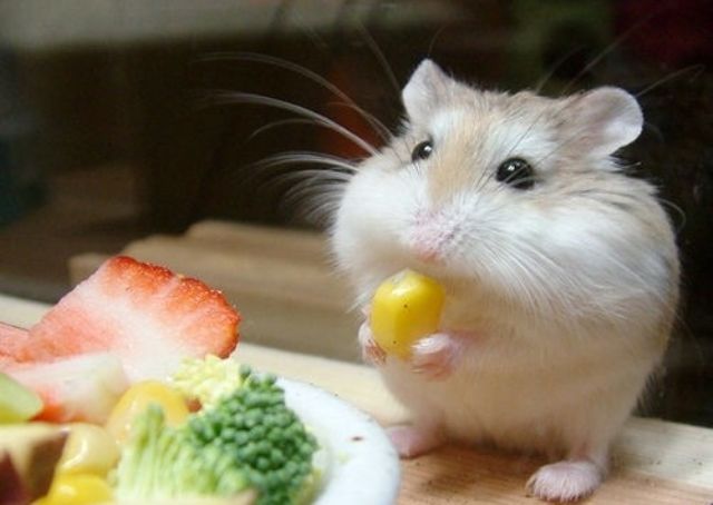 Baby Hamster Eats Corn