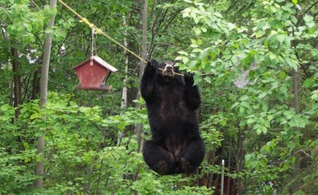 Bird Climbs For Bird Feeder