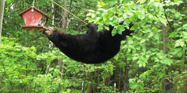Bear On The Tight Rope