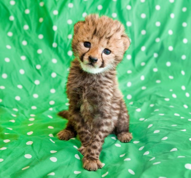 Baby Cheetah Photograph