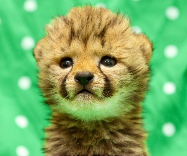 Cheetah Cub Picture