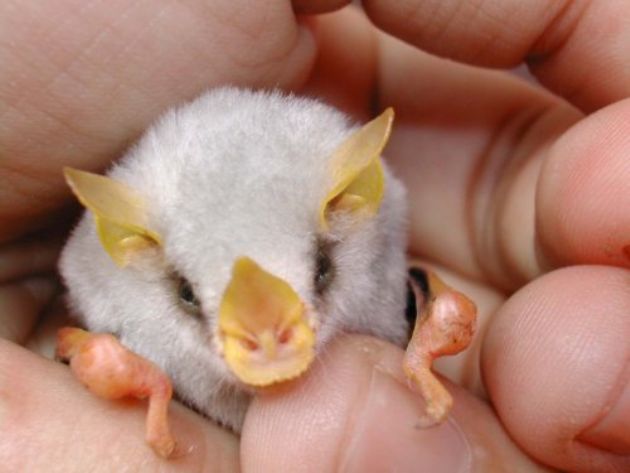 Baby Honduran White Bat Close Up Photo