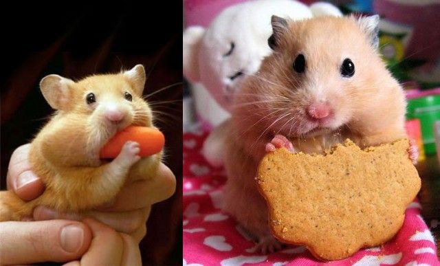 Two Hamsters Eating Food