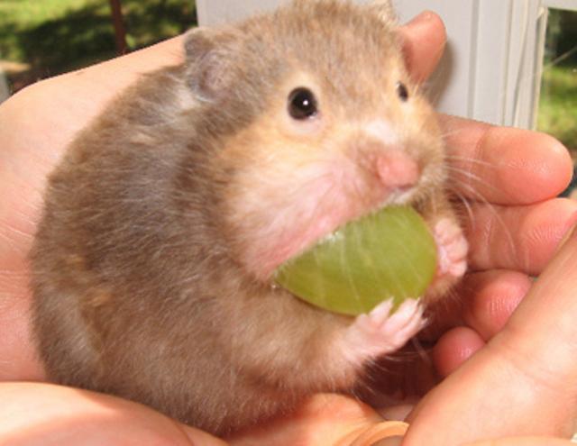 Cute Hamster Eats A Grape