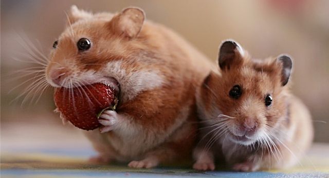Hamster with Strawberry