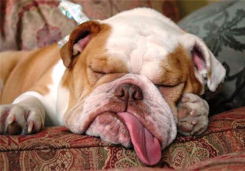 http://www.pbh2.com/wordpress/wp-content/uploads/2011/03/snoring-bulldog.jpg