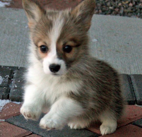 Welsh Corgi Puppy Pictures