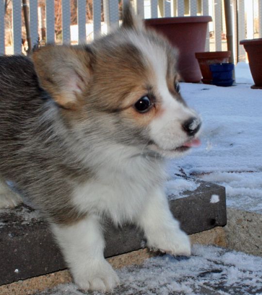 Adorable Welsh Corgi Photograph