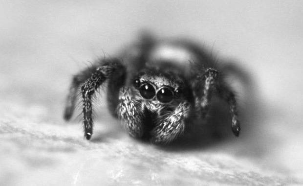 Cute Spiders Picture