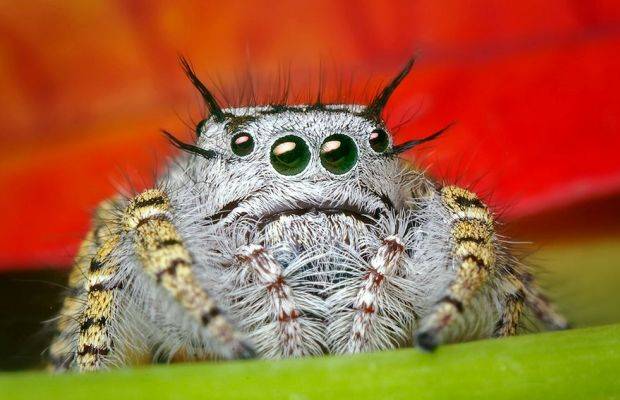Cute Spiders Exist