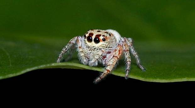 Cute Spiders Photogoraph