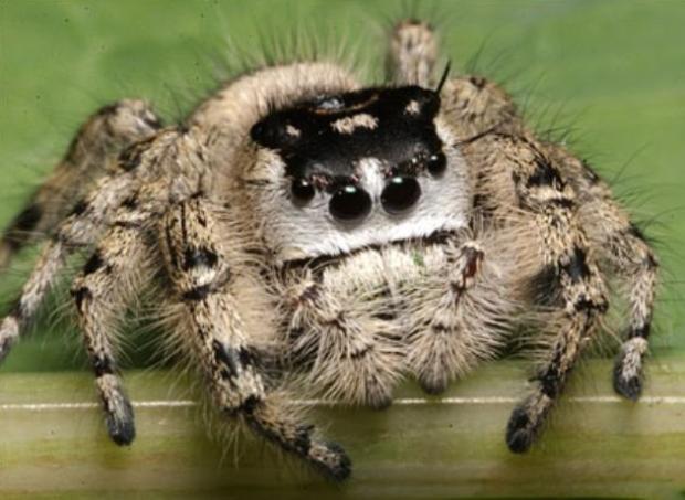 Adorable Spiders