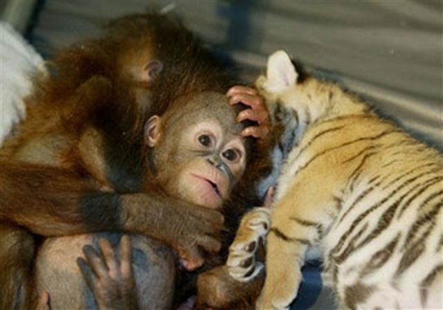Baby Orangutan and Tiger Cubs Sleep Picture