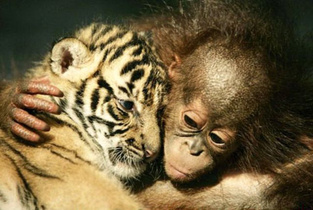 Tiger Cub and Orangutan Cuddle