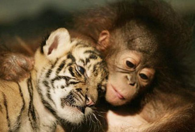 Baby Tiger and Orangutan Snuggle