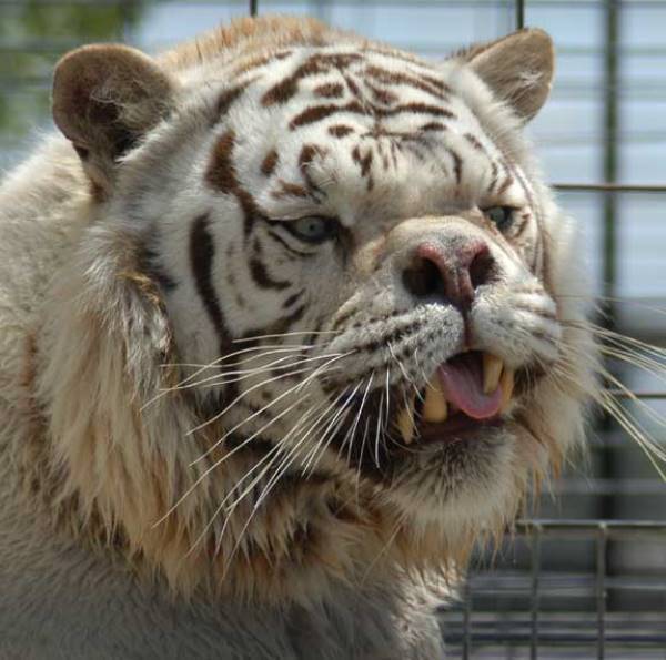 [Image: deformed-white-tiger.jpg]