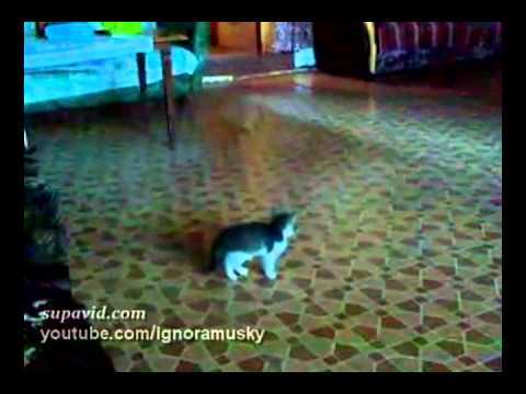Kitten Versus Tennis Ball