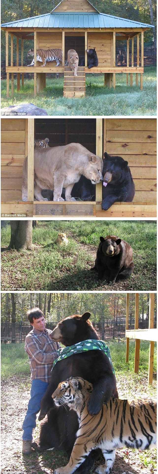 Lions Tigers and Bears, Oh My!