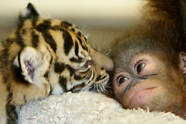 Tiger and Orangutan Babies Photograph