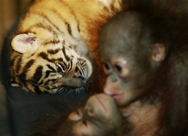Tiger Cub and Orangutan Baby Picture