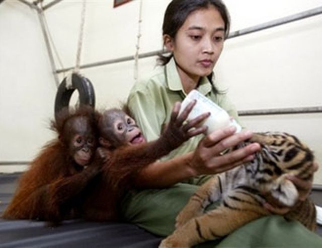 Orangutan Feeds A Tiger Cub