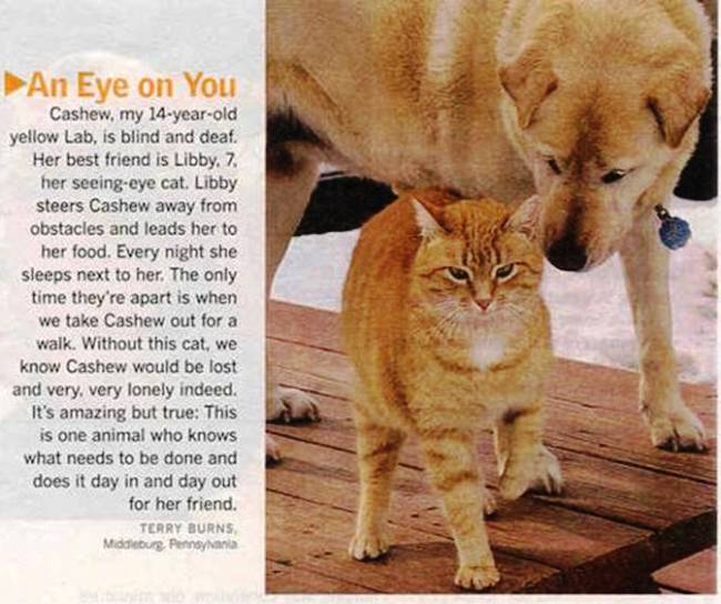 An Eye On You Cat Dog Friendship