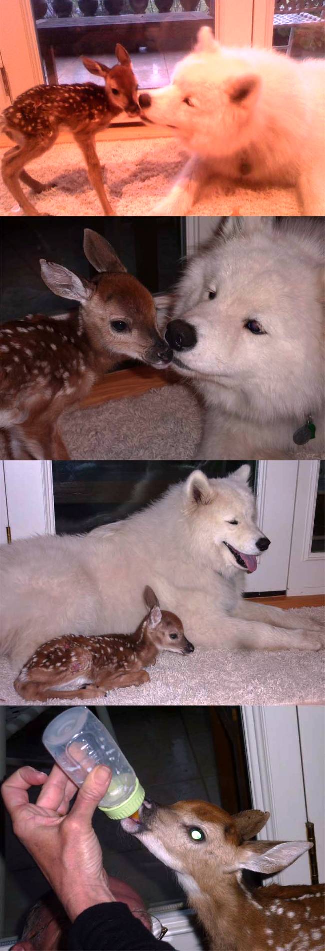 Dog and Fawn Become Friends