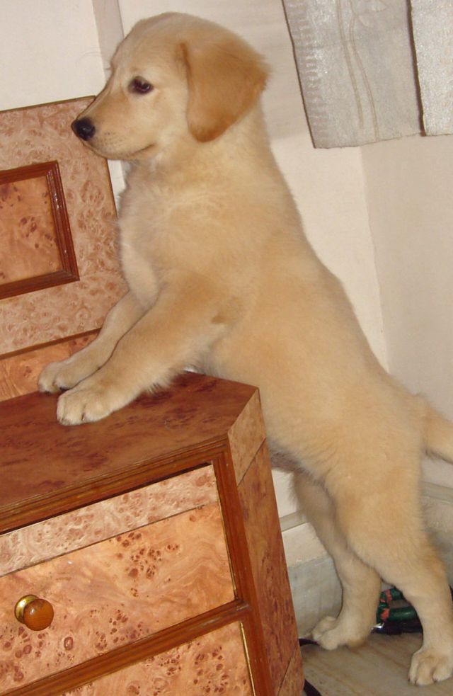 Adorable Golden Retriever Puppy Picture