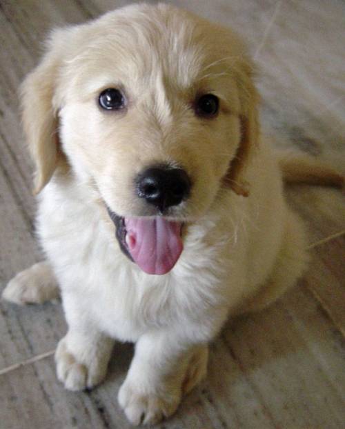 the cutest golden retriever in the world cutest golden retriever puppy the cutest golden retriever in the world cutest golden retriever puppy