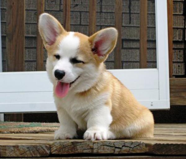 Adorable Corgi Panting Picture