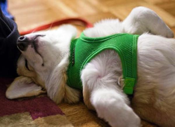 Corgi Takes A Cute Nap