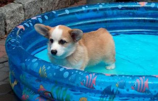 Adorable Corgi In A Swimming Pool