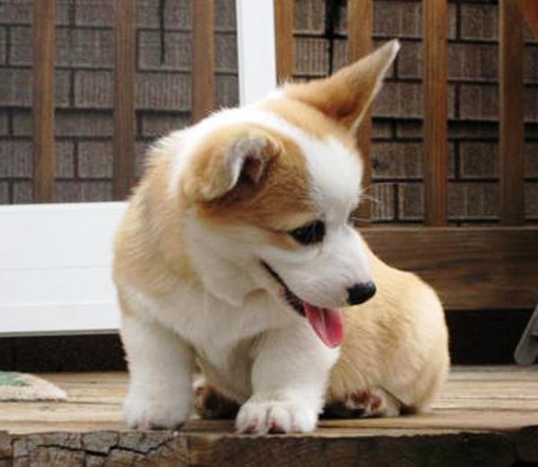 Aww Adorable Cute Corgi