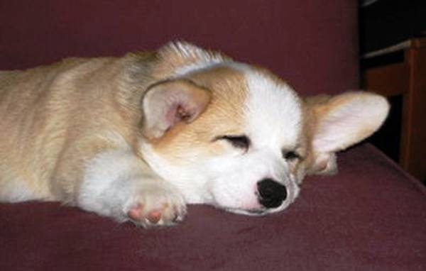 Tired Little Corgi Sleeps