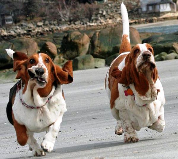 Two Basset Hounds Running Together