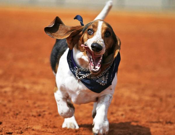 Basset Hounds Running Picture
