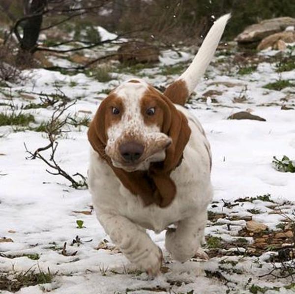 Cross Eyed Basset Hound Runs In The Snow
