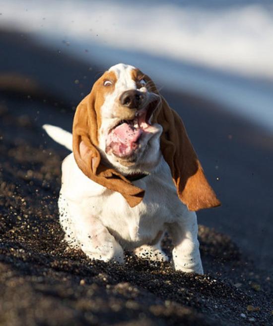 Basset Hound Funny Face Picture