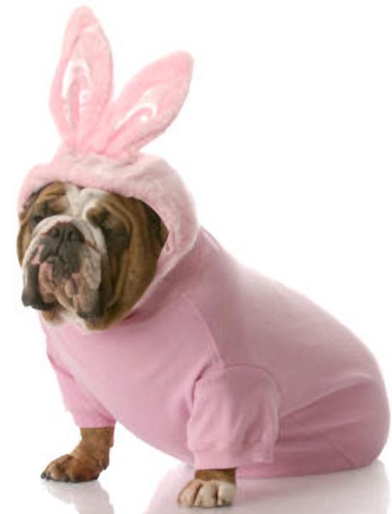 Bulldog In Bunny Costume