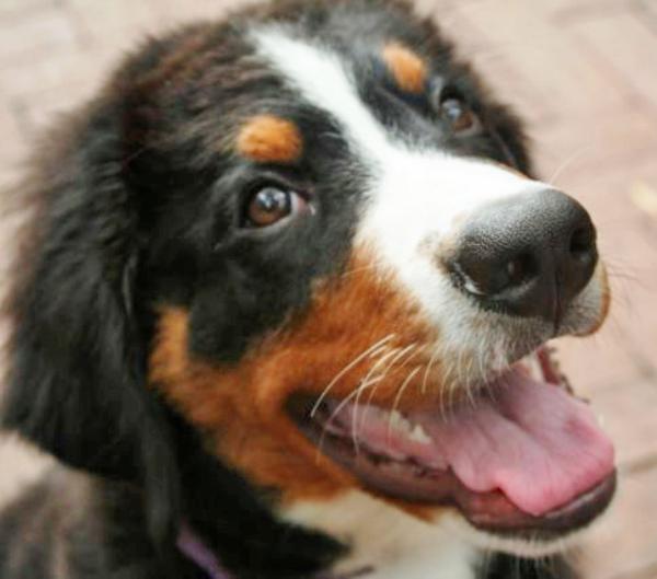 Bernese Mountain Dog Puppy Picture