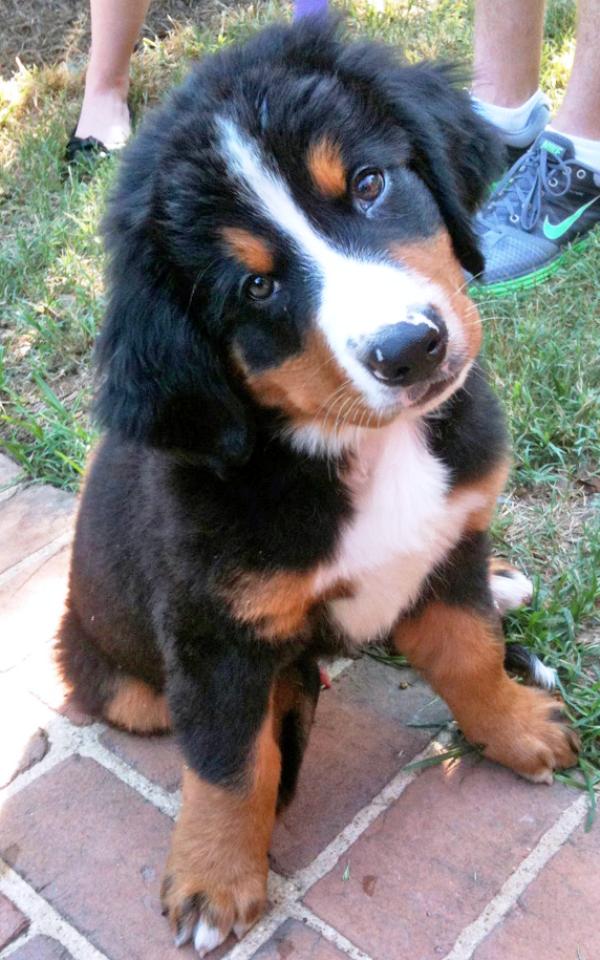 Bernese Mountain Dogs Pictures
