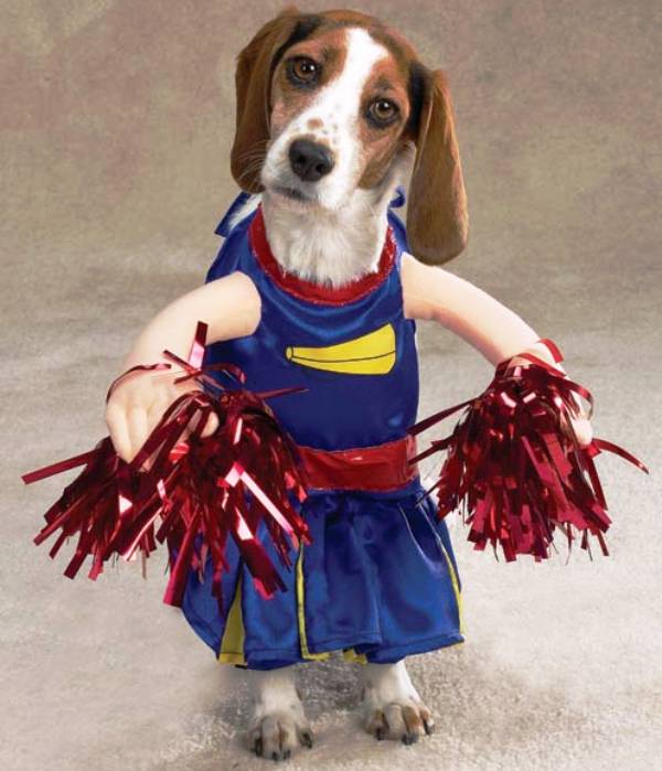 Dog Dressed As A Cheerleader
