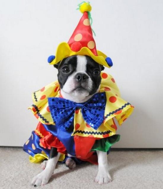 Dog Costumes Halloween As Clown