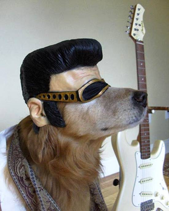 Elvis Dog Presley