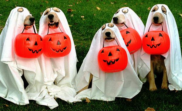 Adorable Dogs Dressed As Ghosts