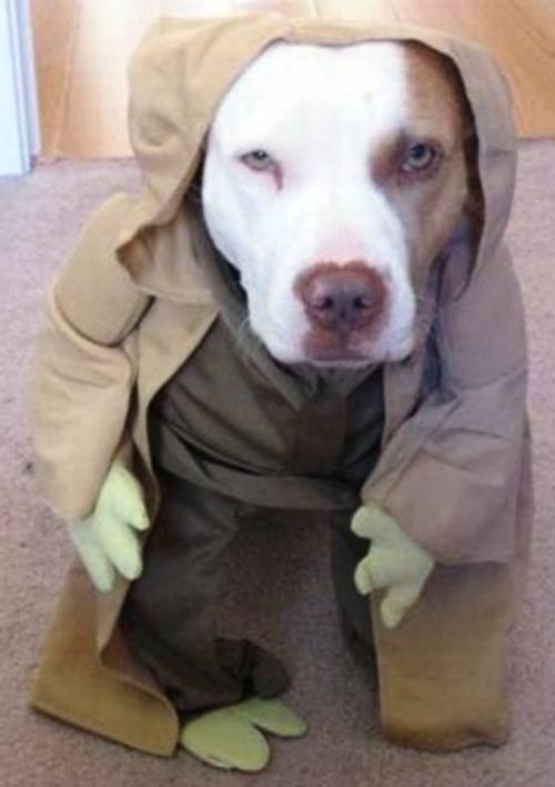 Dog In Star Wars Costume