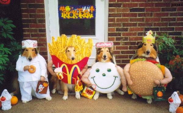 Dog In Fast Food Costumes